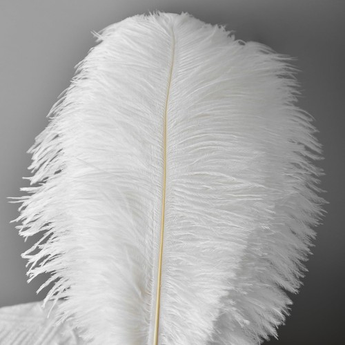 Pezzi piume struzzo - 10,